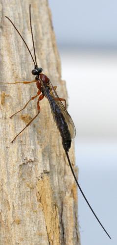 Perithous scurra