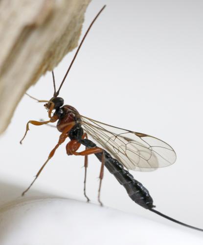 Perithous scurra