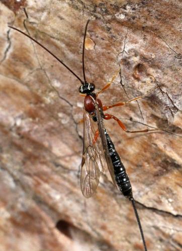 Perithous scurra