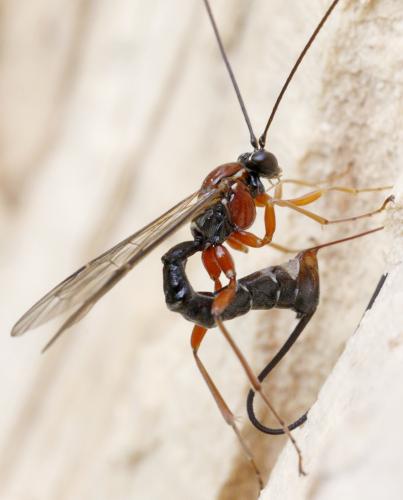 Perithous scurra