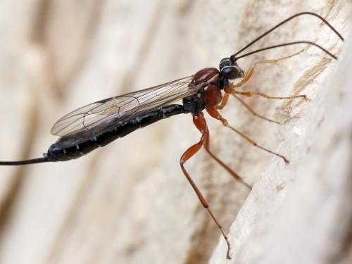 Perithous scurra