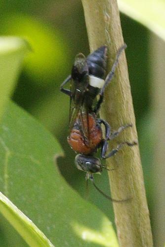 Oryttus concinnus