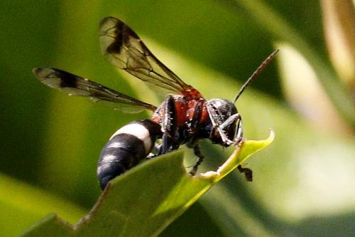 Oryttus concinnus