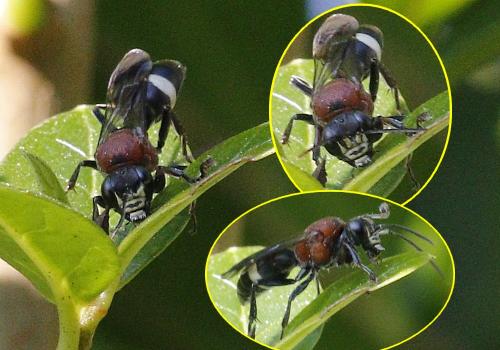 Oryttus concinnus