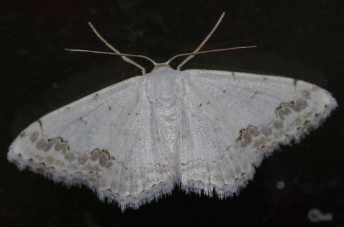 Réf. 172 279 : Scopula decorata