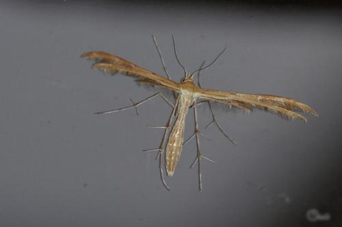 Crombrugghia laetus