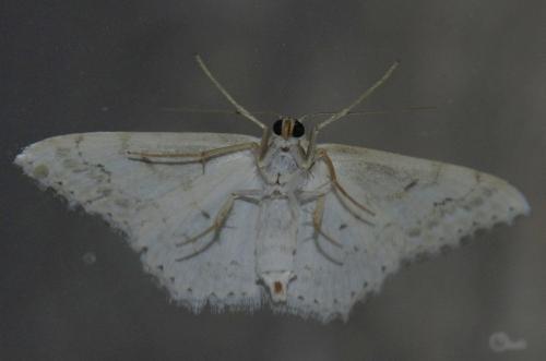 Réf. 172 280 : Scopula decorata