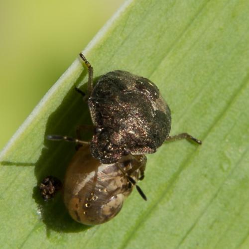 Peribalus strictus