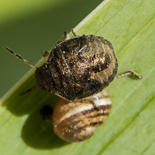 Peribalus strictus