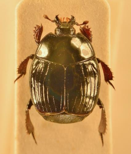 Réf. 172 504 : Margarinotus punctiventer
