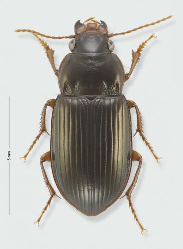 Amara majuscula