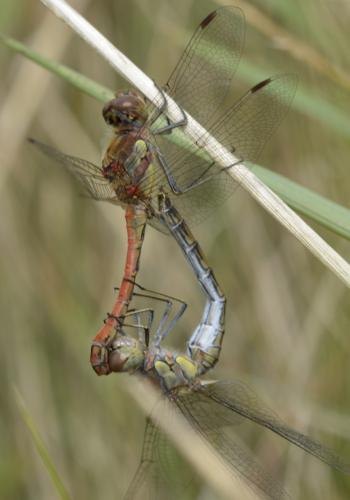 Sympetrum striolatum