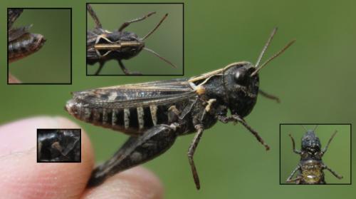 Réf. 172 497 : Omocestus haemorrhoidalis haemorrhoidalis