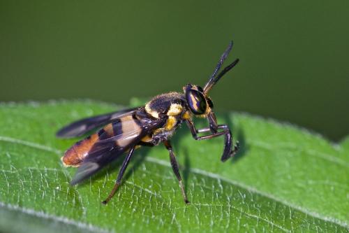 Chrysops signifer