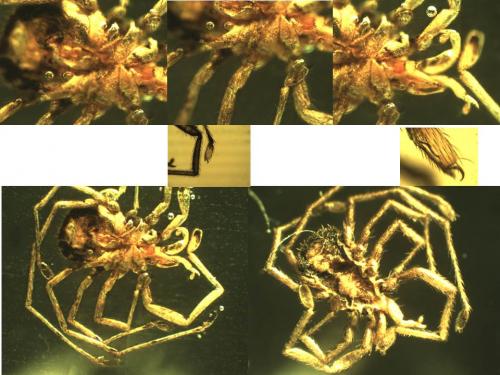 Erythraeus nivalis