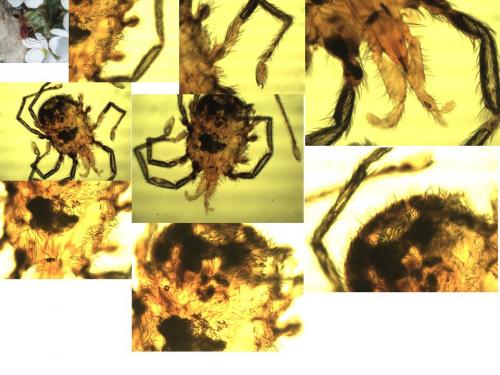 Erythraeus nivalis