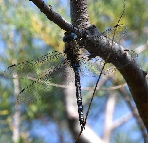 Aeshna mixta