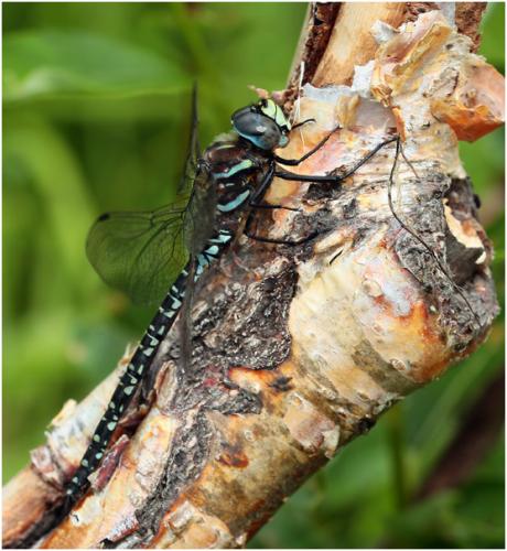 Réf. 172 353 : Aeshna subarctica