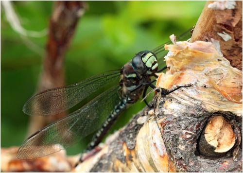 Aeshna subarctica