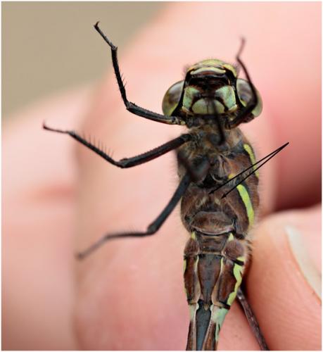 Aeshna subarctica