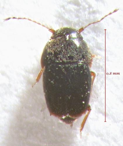 Actinopteryx fucicola