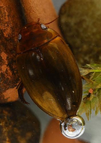 Réf. 172 685 : Agabus brunneus