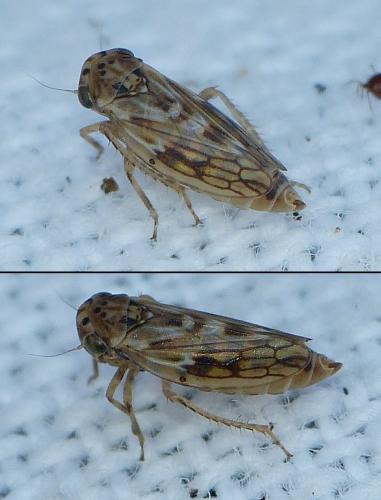 Agallia consobrina