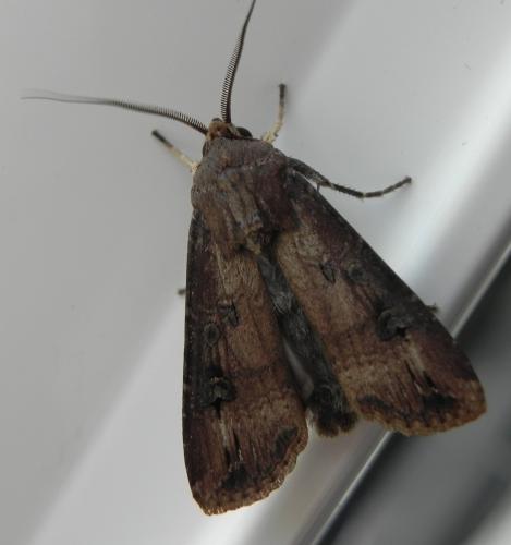 Réf. 172 082 : Agrotis ipsilon