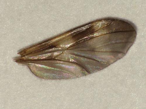 Réf. 172 844 : Ditomyia fasciata