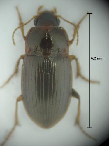 Amara bifrons