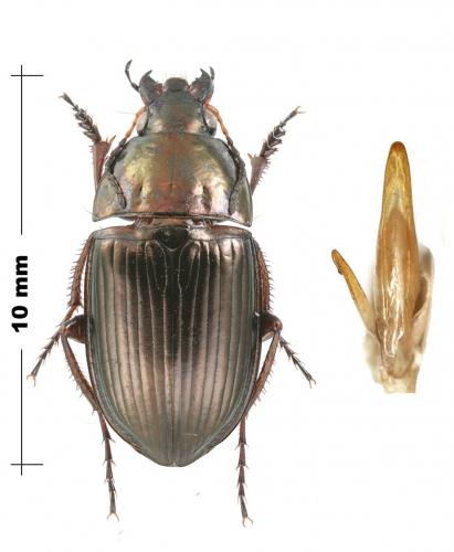 Amara eurynota