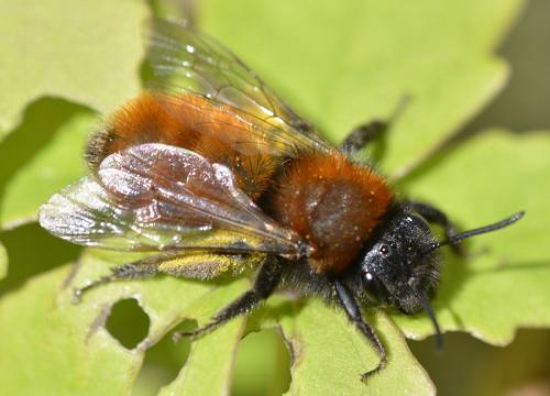 Andrena fulva
