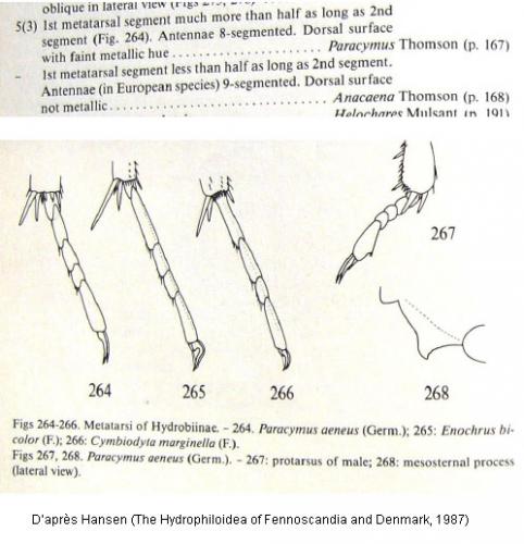 Hydrobiinae divers