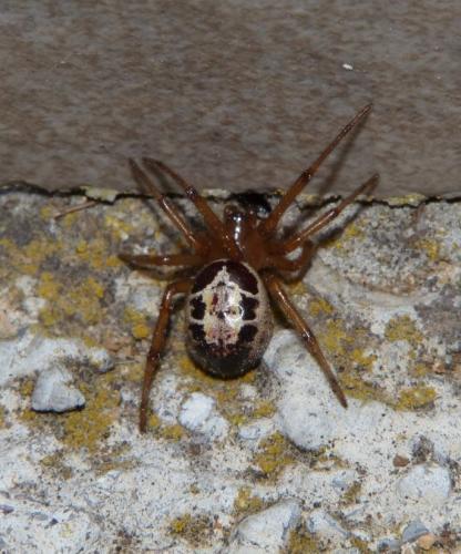 Réf. 172 673 : Steatoda nobilis