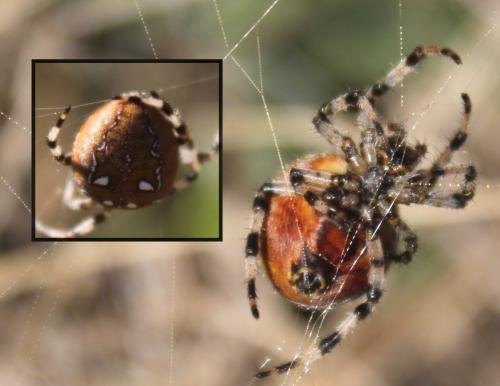 Araneus quadratus