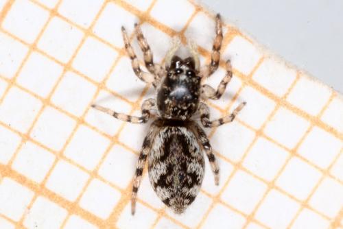 Salticus sp.