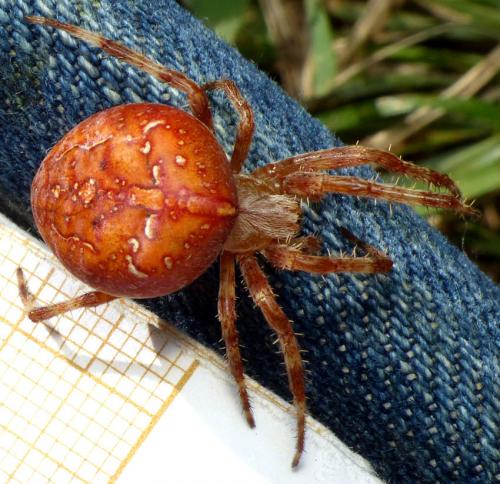 Araneus diadematus