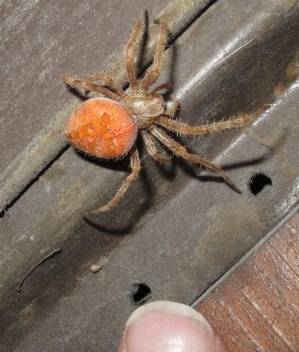 Araneus diadematus