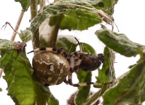 Araneus quadratus