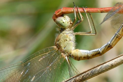 Sympetrum meridionale