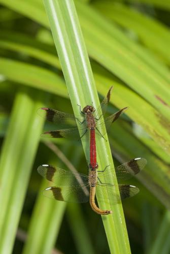 Réf. 172 288 : Sympetrum pedemontanum