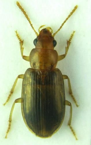 Bradycellus brevitarsis