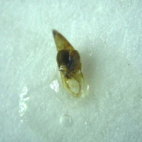 Bradycellus brevitarsis