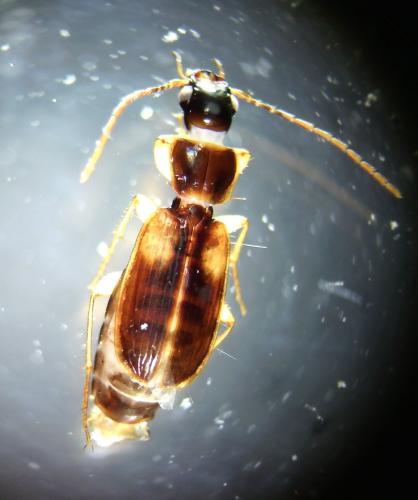 Badister sodalis