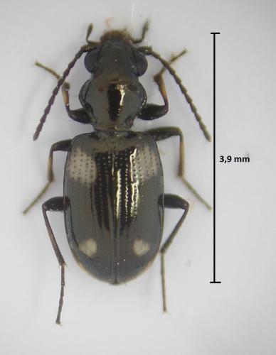 Bembidion quadripustulatum