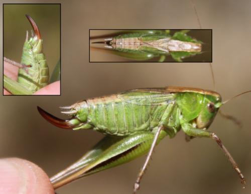 Bicolorana bicolor