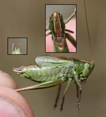 Bicolorana bicolor