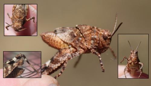 Oedipoda sp.