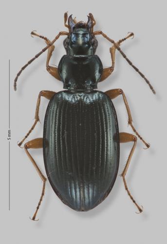 Réf. 172 249 : Bembidion stephensii