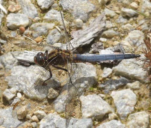 Orthetrum coerulescens